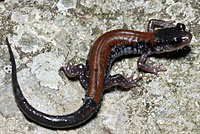 Yonahlossee Salamander