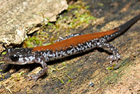 Yonahlossee Salamander