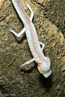 Texas Blind Salamander