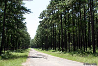 Southern Copperhead habitat