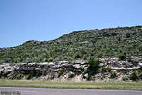 Cliff Chirping Frog habitat