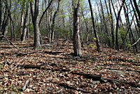 Eastern Wormsnake Habitat