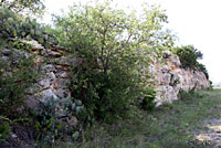 Western Coachwhip Habitat