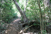 Southern Black Racer habitat