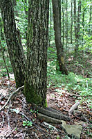 Northern Ring-necked Snake habitat