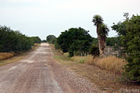 Texas Indigo Snake Habitat