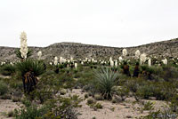 Western Coachwhip Habitat