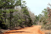 Green Treefrog habitat