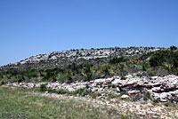 Western Coachwhip Habitat