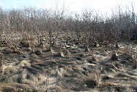 Red-sided Gartersnake habitat