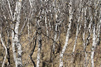 Red-sided Gartersnake habitat