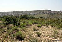 Western Diamond-backed Rattlesnake Habitat