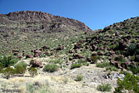 Black-tailed Rattlesnake habitat