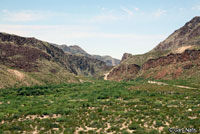 Big Bend Patch-nosed Snake habitat