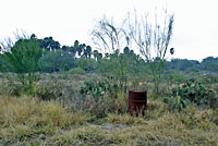 Texas Patch-nosed Snake habitat