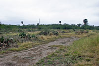 Texas Patch-nosed Snake habitat