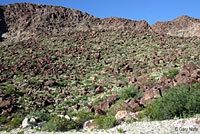 Variable Groundsnake habitat