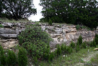 Eastern Black-necked Gartersnake habitat