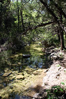 Strecker's Chorus Frog habitat