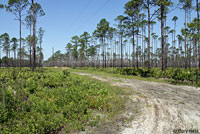 Peninsula Ribbonsnake habitat