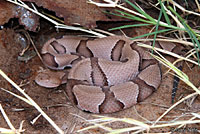 Southern Copperhead