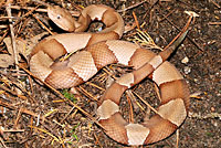 Broad-banded Copperhead 