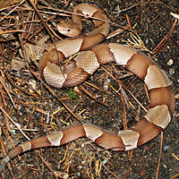 Broad-banded Copperhead 