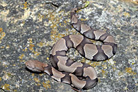 Osage Copperhead 