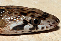 Kansas Glossy Snake 