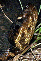 Western Cottonmouth