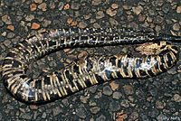 Western Cottonmouth