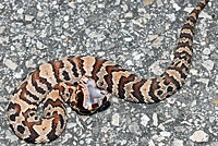 Florida Cottonmouth