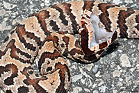 Florida Cottonmouth