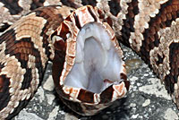 Florida Cottonmouth