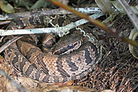 Florida Cottonmouth