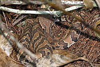 Florida Cottonmouth