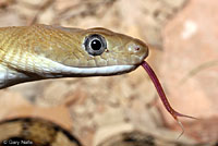 Trans-Pecos Ratsnake 