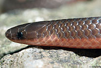 Eastern Wormsnake 