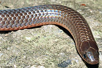 Eastern Wormsnake 