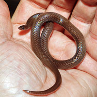 Eastern Wormsnake 