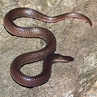 Eastern Wormsnake 