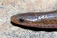 Eastern Wormsnake 