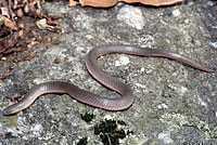 Eastern Wormsnake 