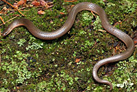 Eastern Wormsnake 