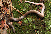 Eastern Wormsnake 