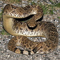 Western Diamond-backed Rattlesnake 