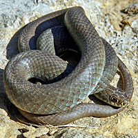 Eastern Yellow-bellied Racer 