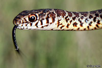 Eastern Yellow-bellied Racer 