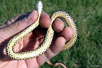 Eastern Yellow-bellied Racer 