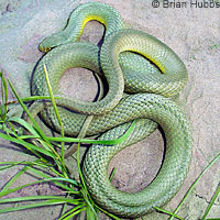 Eastern Yellow-bellied Racer 